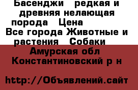 Басенджи - редкая и древняя нелающая порода › Цена ­ 50 000 - Все города Животные и растения » Собаки   . Амурская обл.,Константиновский р-н